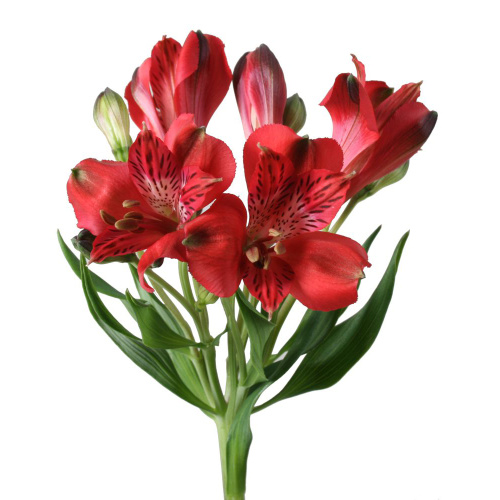 Альстромерия ПОШТУЧНО арт. 21