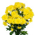 Хризантема кустовая МИКС ПОШТУЧНО арт. 19